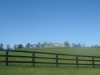 01-ny-horse