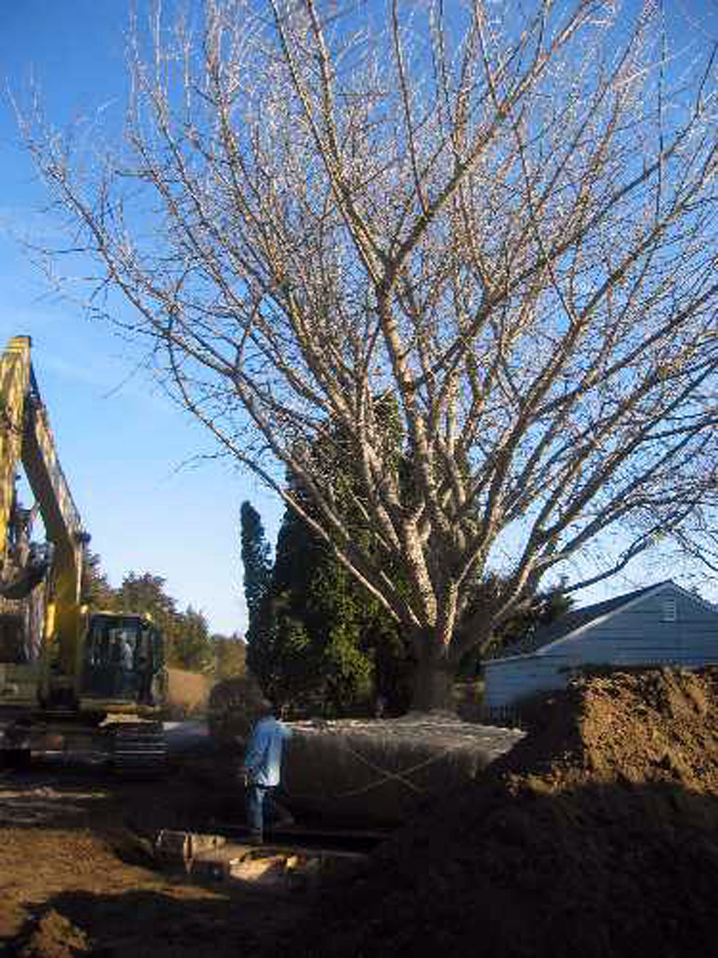 Large Tree Moving, East Hampton, New York