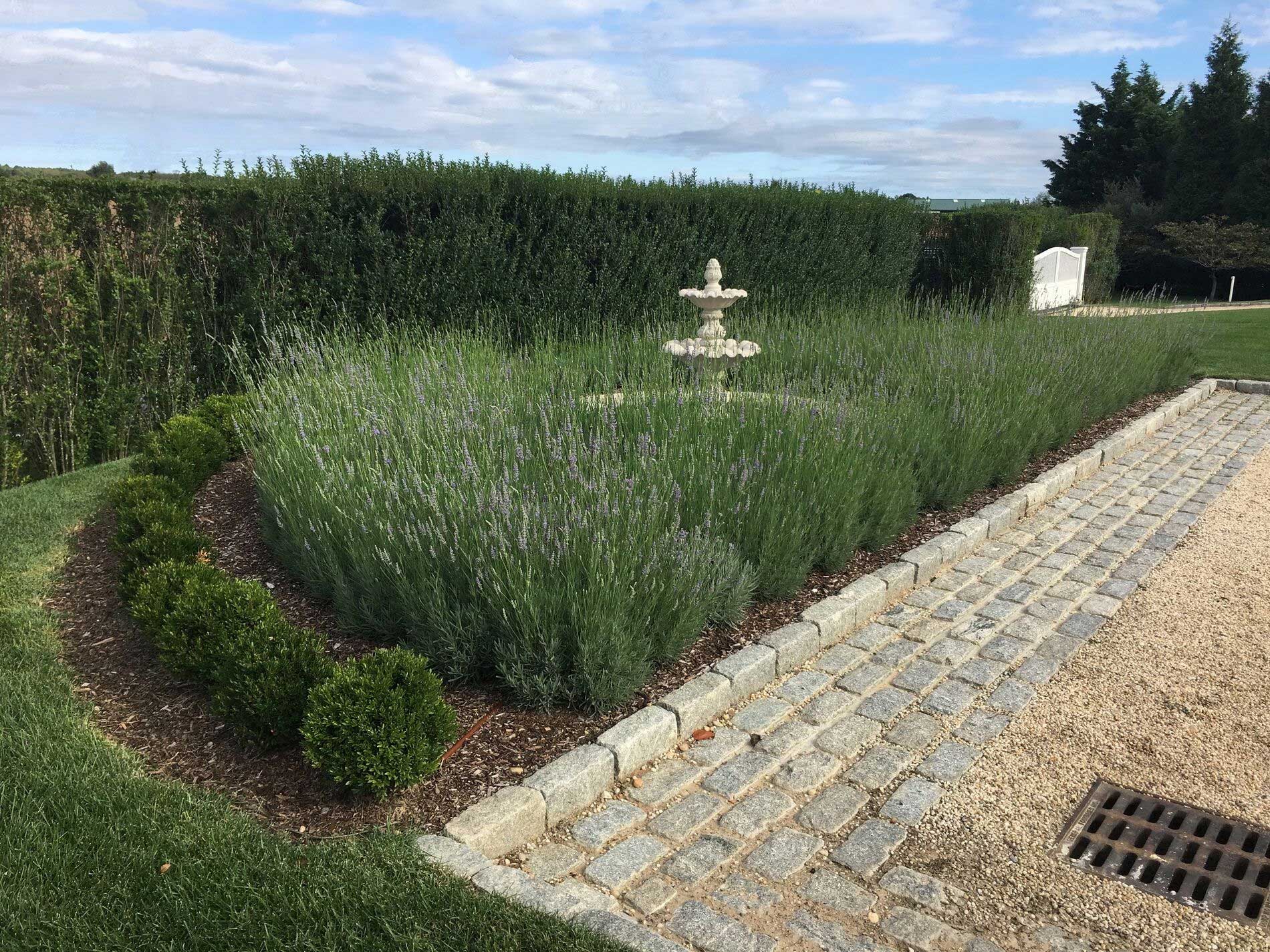 Across the entry court from the house’s front door, a small fountain is set into a semi-circle of Lavender defined by miniature Boxwood at the edge.