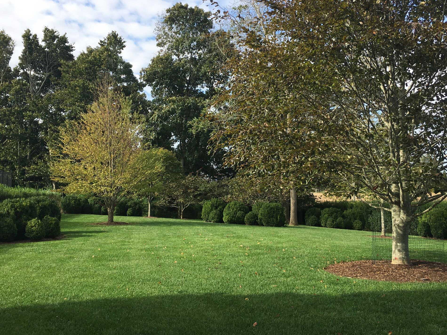 The front garden incorporates a variety of specimen trees; in addition to the European Beech there are Yellowwood, Katsura Tree, and Forest Pansy Redbud. Clumps of Boxwood are planted in drifts as an understory.