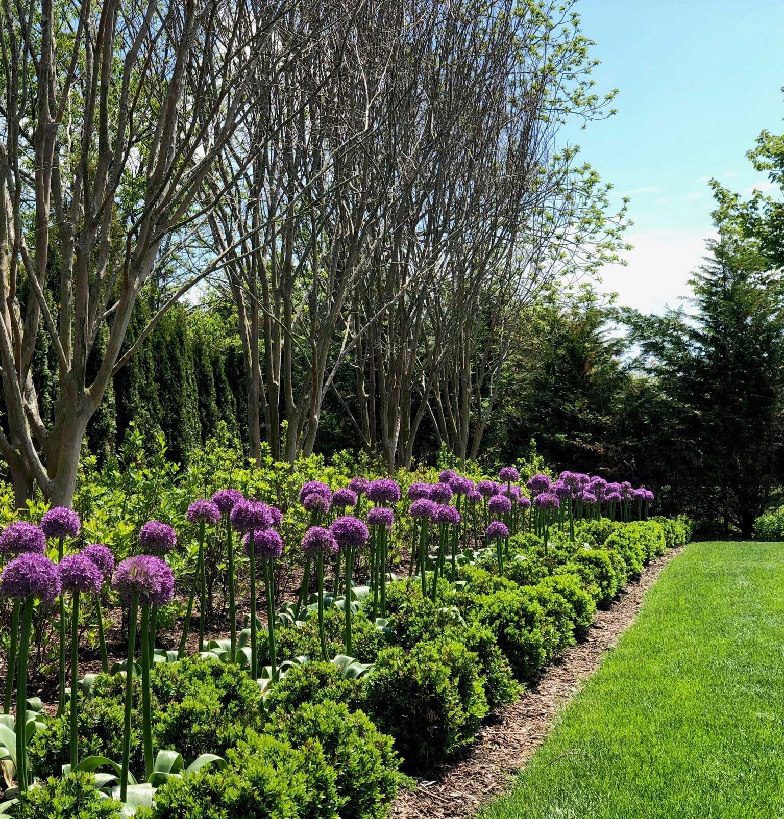 An exuberant planting of Globemaster Allium blooms beneath the Crapemyrtles around Memorial Day.