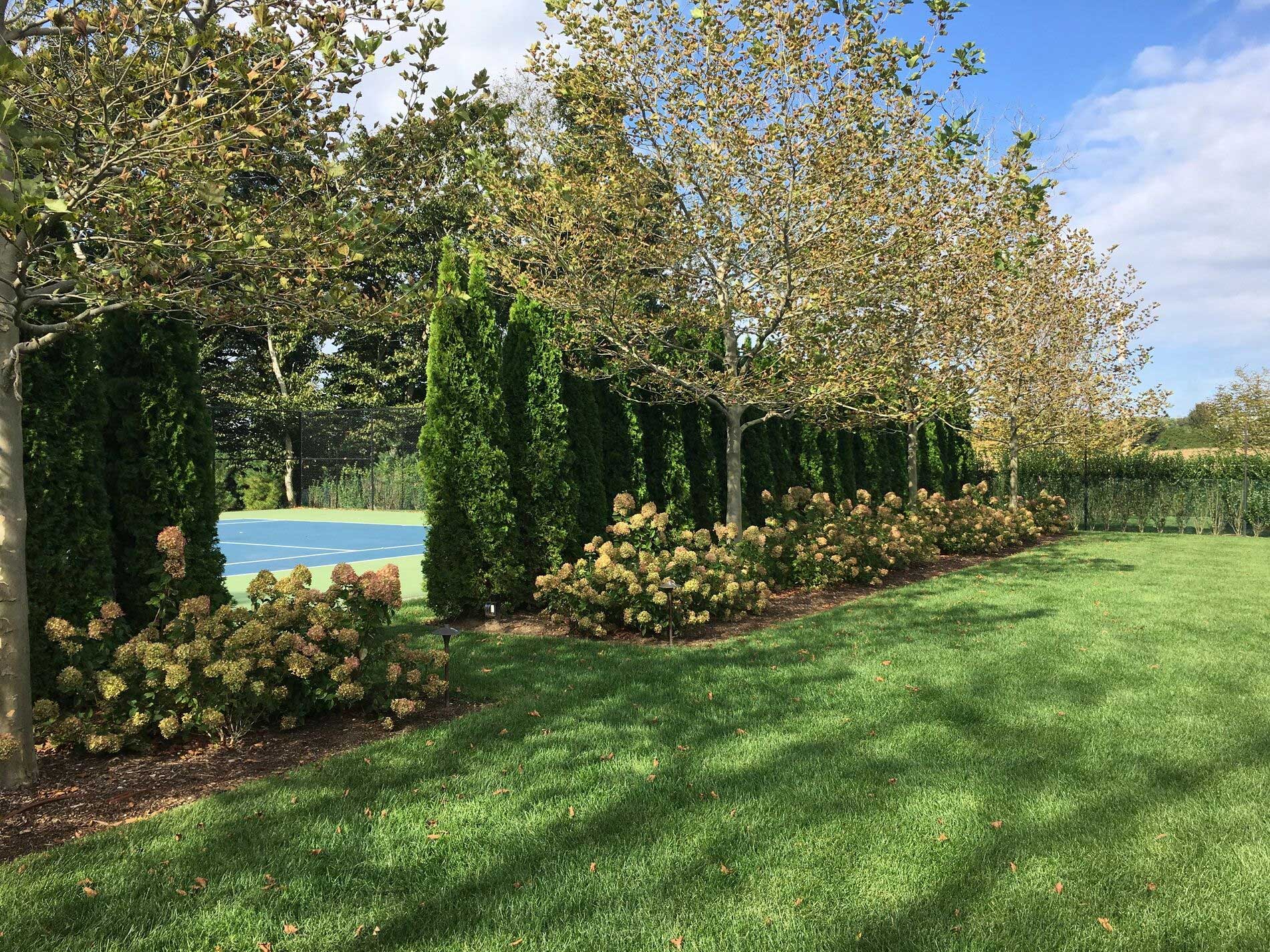 The screening for the tennis court is composed of Arborvitae, Plane Trees, and Little Lime Hydrangea.