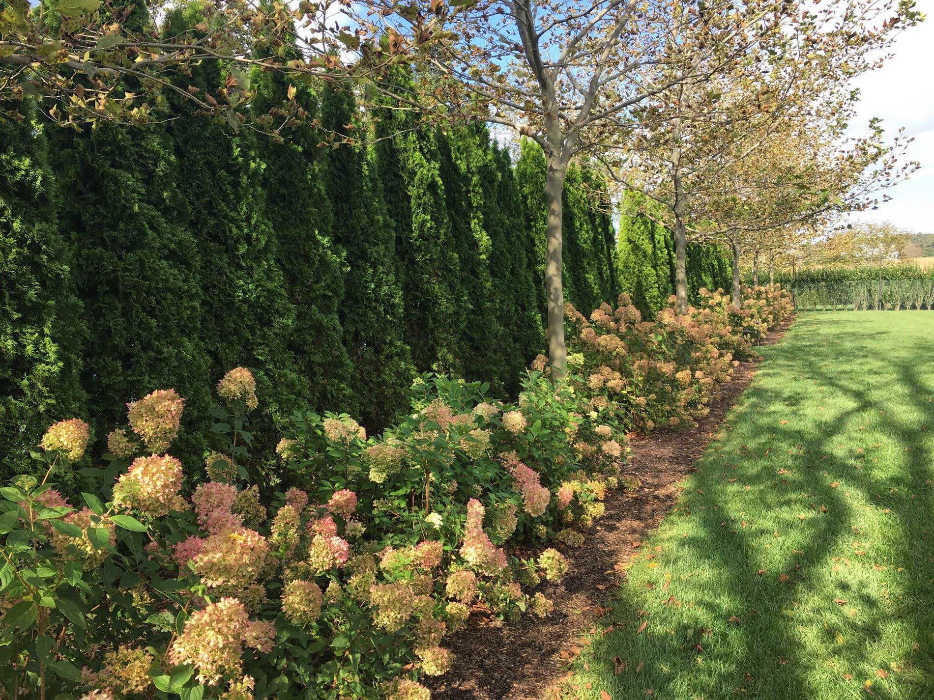 Detail of the tennis court screening, showing the Hydrangea flowers, which are greenish-white in the summer, taking on a pinkish coloration in the early fall.